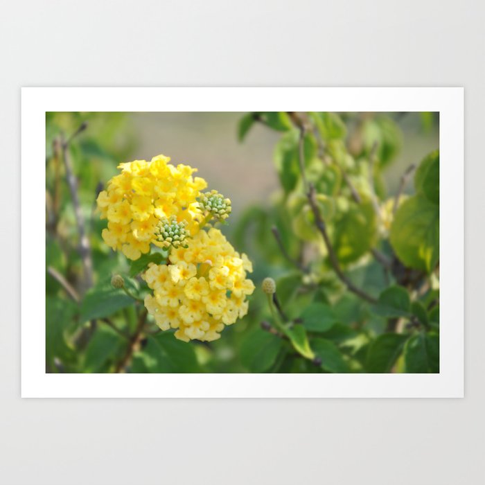Yellow Mellow Flowers Fine Art Photography Art Print