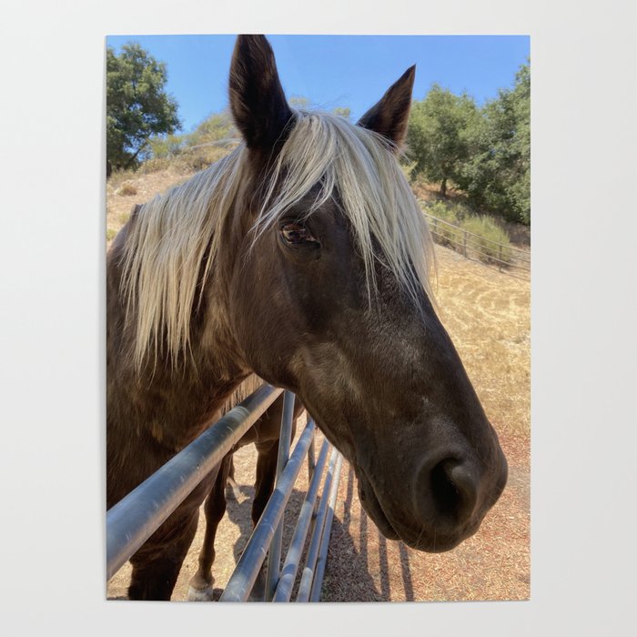 Horses of the Valley Poster