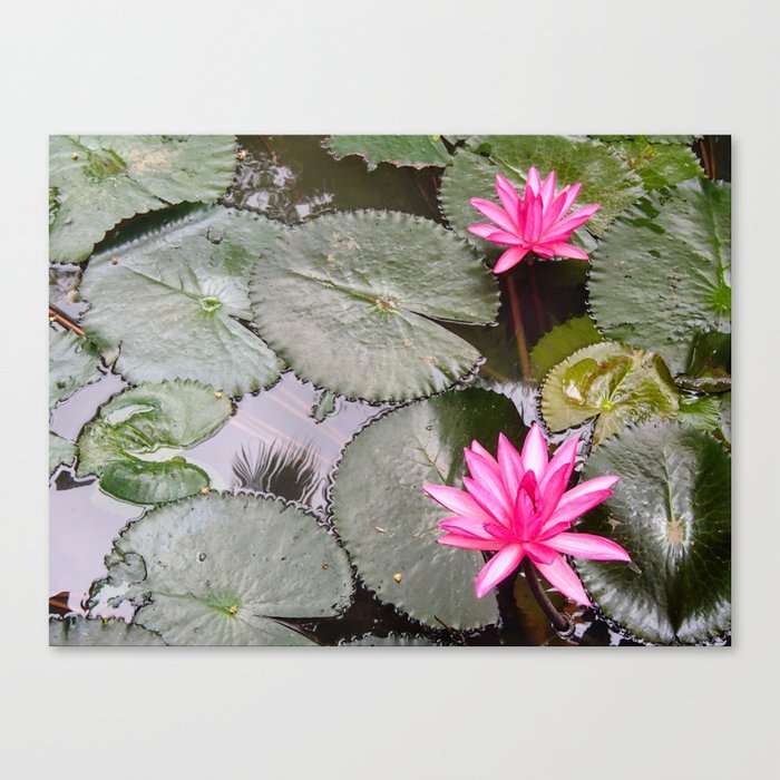 Lilly Canvas Print