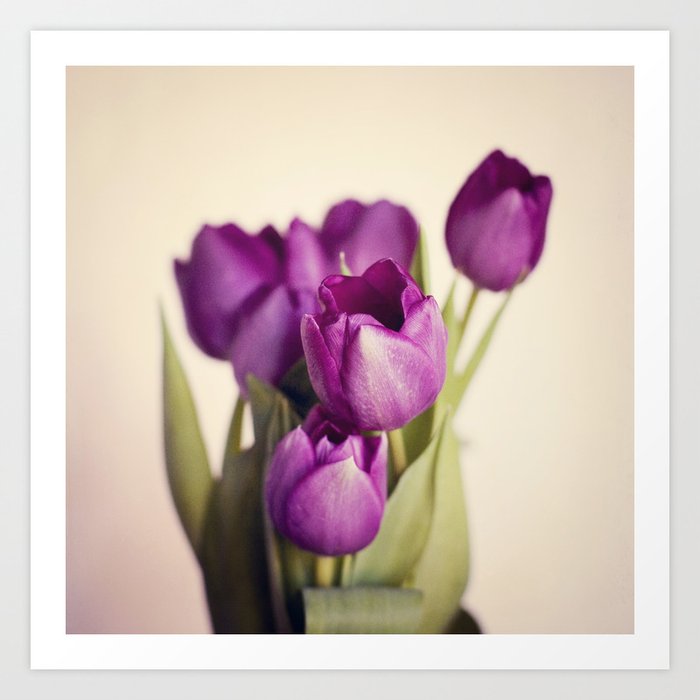 dark purple tulips art print by jennyalthouse society6