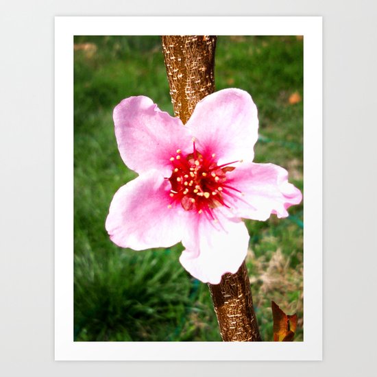 Peach Blossom Art Print