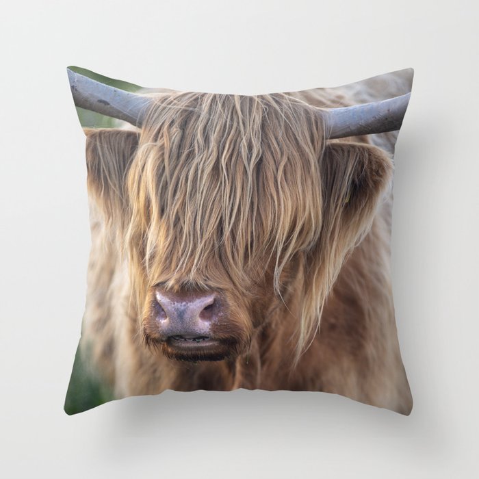 highland cattle pillow