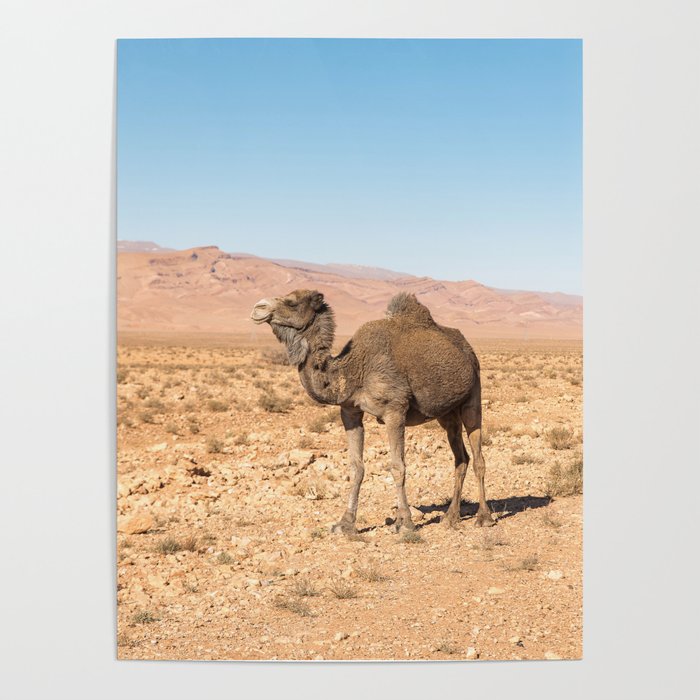 Desert Life - Morocco Poster