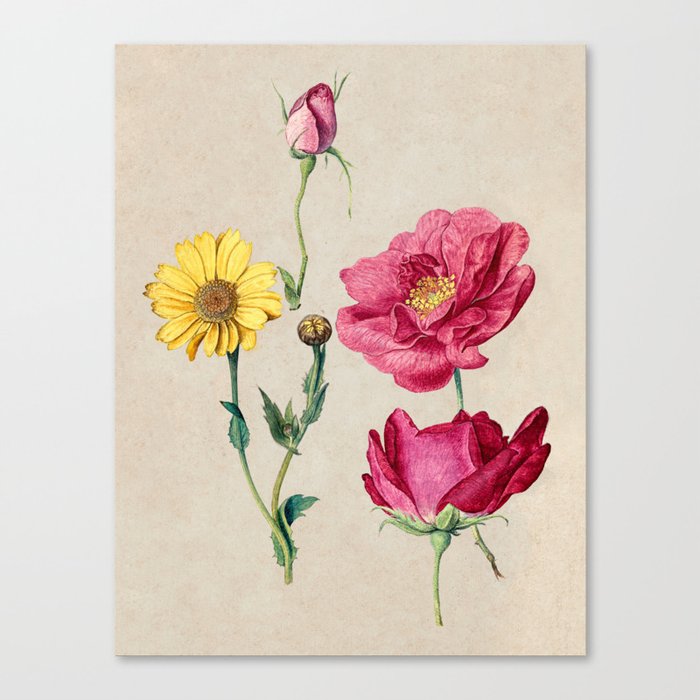 A Sheet of Studies with French Roses and an Oxeye Daisy Canvas Print