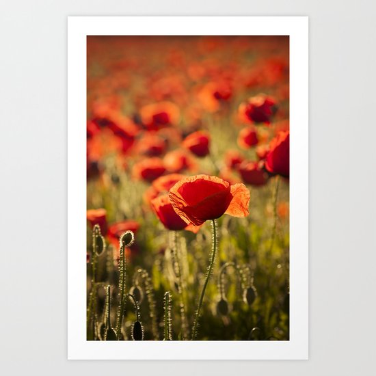 Poppies in LOVE - Poppy Flower Flowers Art Print