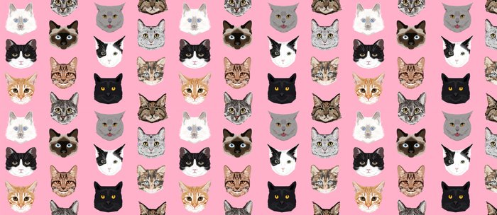 cute cat breed faces smiling kitten must have gifts for cat lady cat
