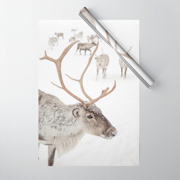 Reindeer With Antlers Art Print | Tromsø Norway Animal Snow Photo | Arctic Winter Travel Photography Wrapping Paper