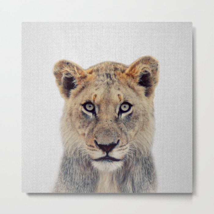Lioness II - Colorful Metal Print