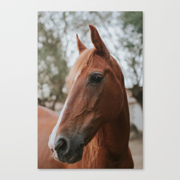 Brown Noble Horse Canvas Print