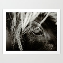 Scottish Highland Cattle - Eye Art Print