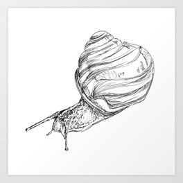 Snail Sketch Art Print