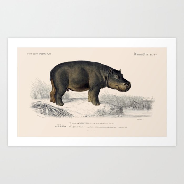 Vintage Hippopotamus Art Print