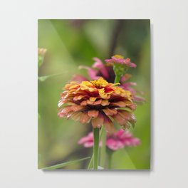 summer zinnia flower in vibrant colours Metal Print | Summer, Colorfulflower, Digital, Nature, Zinnias, Flower, Zinnia, Brightflowers, Photo, Phonecase 