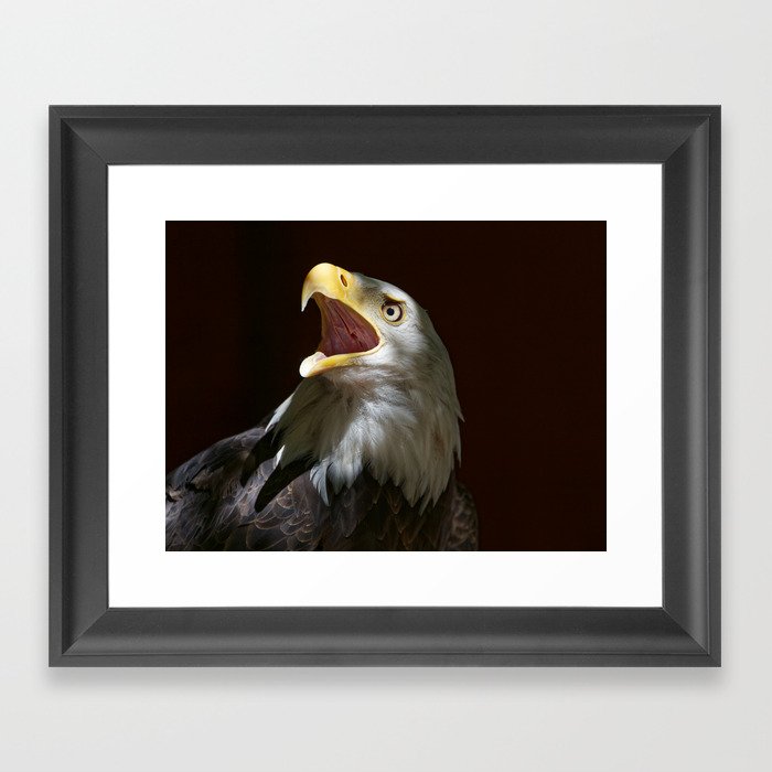 Bald Eagle Call Of The Wild American Photography Bald Eagle Call Of The Wild American Photography Framed Art Print By Sueharper Society6