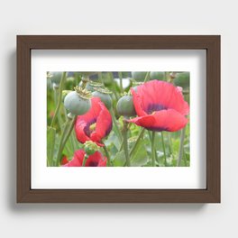 Poppies Recessed Framed Print