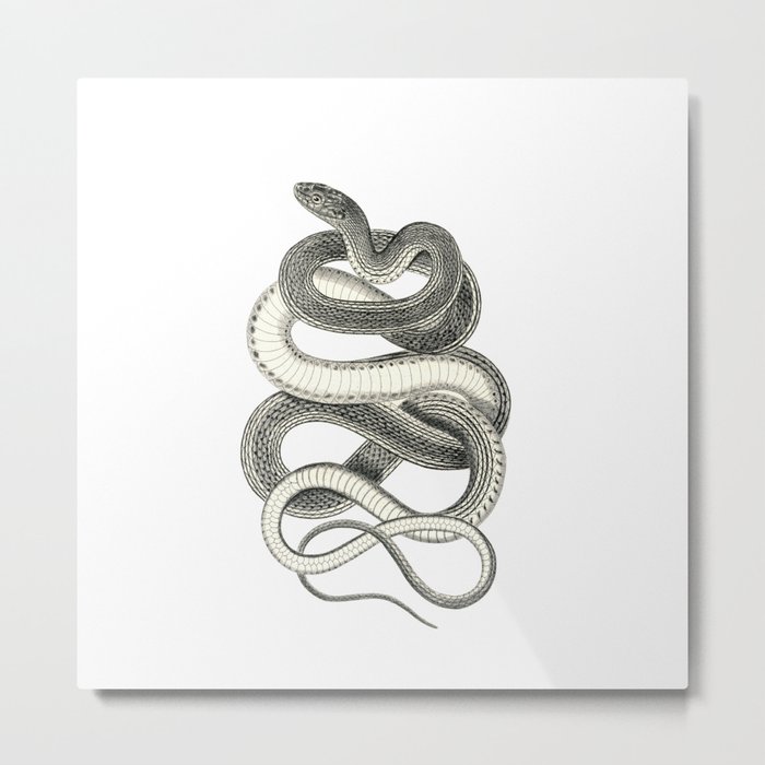 snake vintage style print serpent black and white 1800's Metal Print