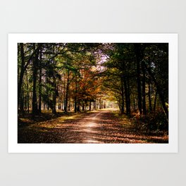 Dutch autumn forrest || Fall in The Netherlands, travel photography, landscape  Art Print