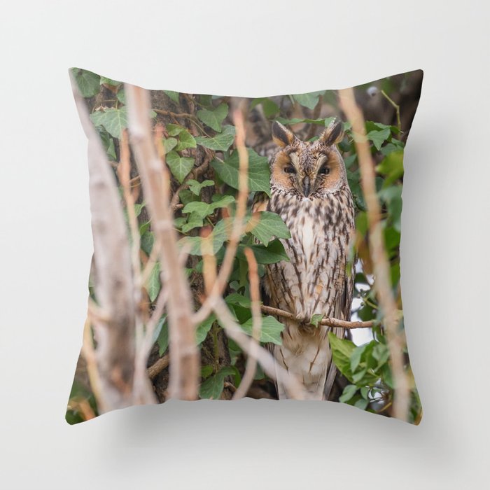 Long eared owl sitting on a tree (Asio otus) Throw Pillow