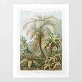 Florida tropical palmtrees  Art Print