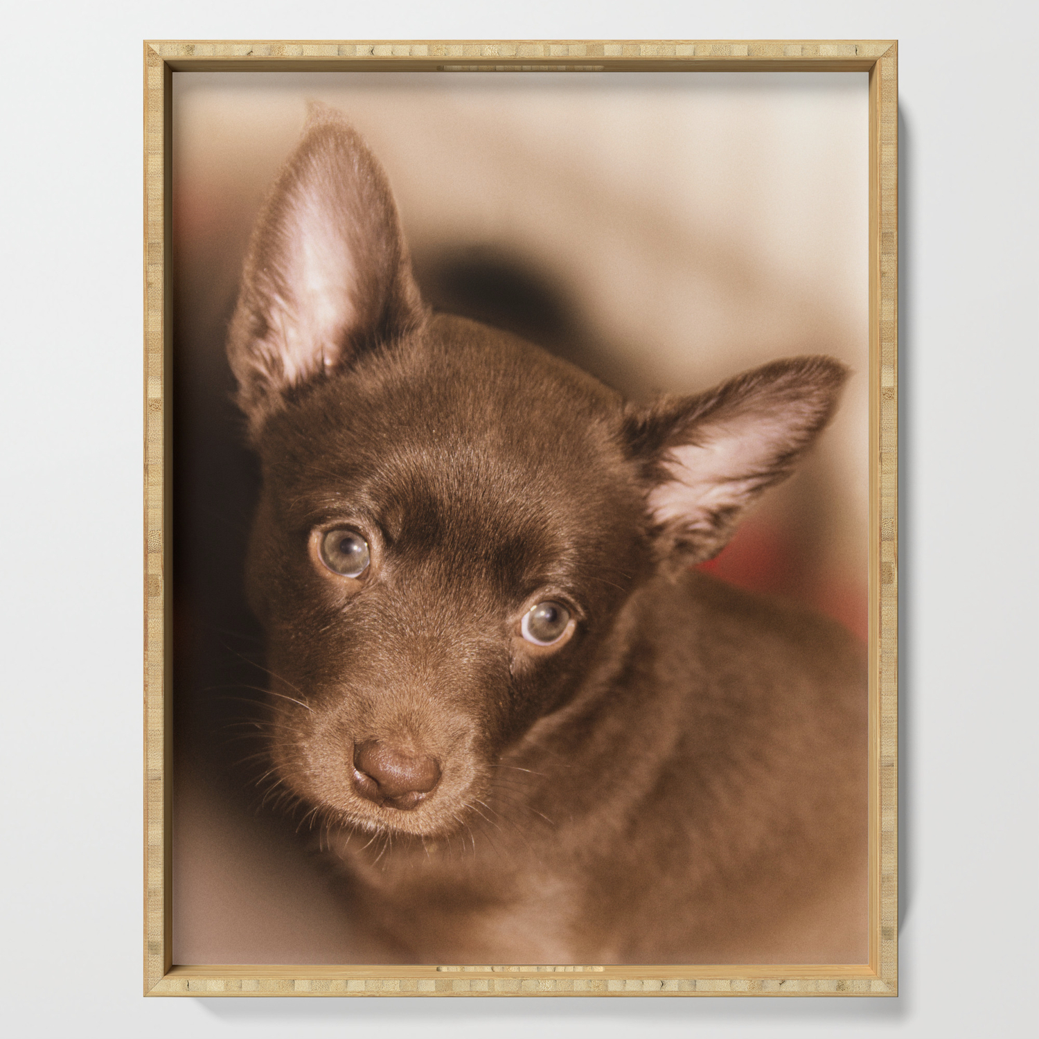 Puppy Australian Kelpie Serving Tray By Gunadesign Society6