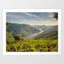 The douro river among vineyards Art Print