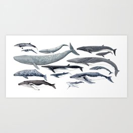 Whale diversity Art Print