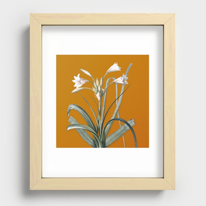 Vintage Malgas Lily Botanical Illustration on Bright Orange Recessed Framed Print
