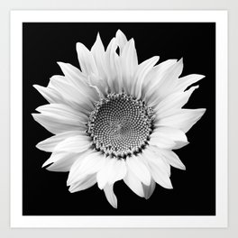 Sunflower In Black And White #decor #society6 #buyart Art Print