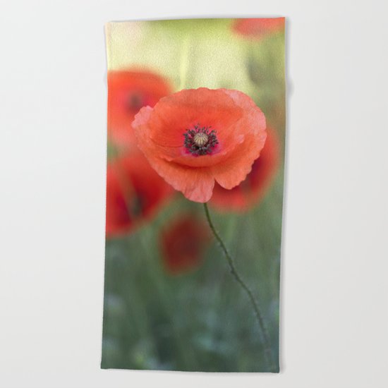 Beautiful poppy in a meadow Beach Towel