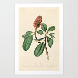 Bonaparte's Flycatcher - John James Audubon's Birds of America Print Art Print