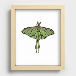 Color Zentangle Luna Moth Recessed Framed Print