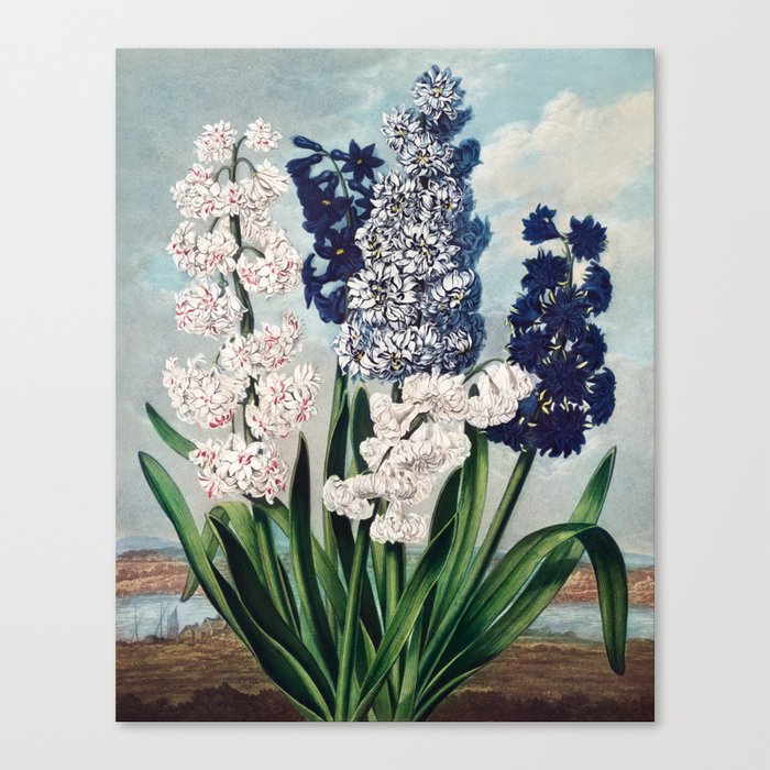Robert John Thornton - Hyacinths Canvas Print