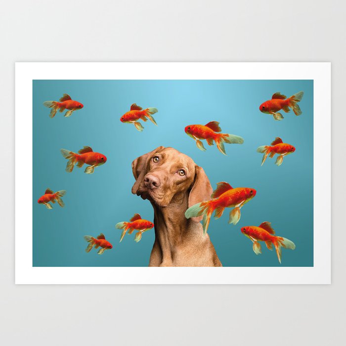 Dog goldfish deals