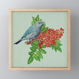 sanhaço azul | blue bird Framed Mini Art Print