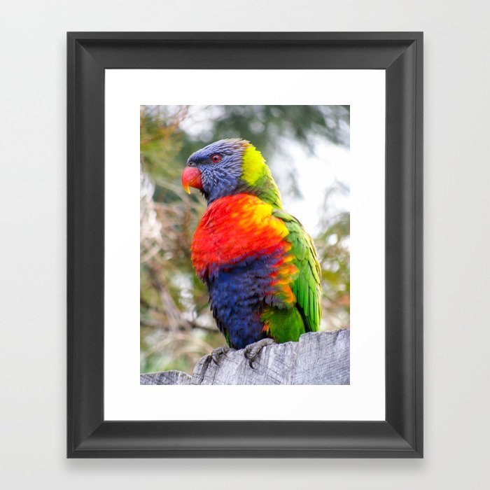 Rainbow Lorikeet Framed Art Print