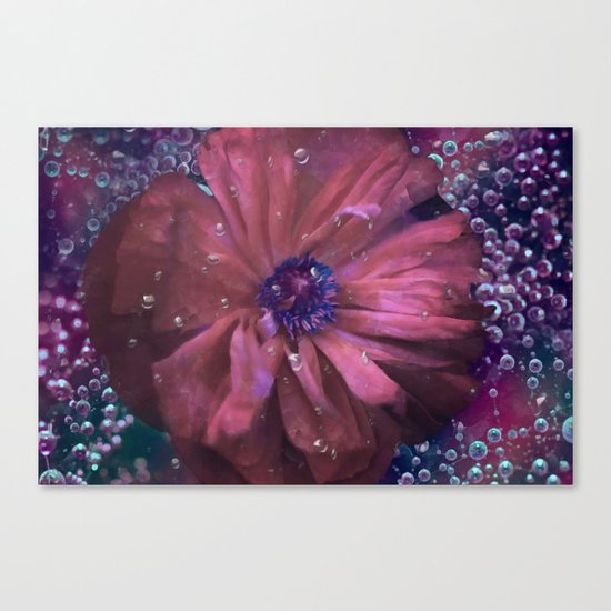 Smoky pink poppy in the dew Canvas Print