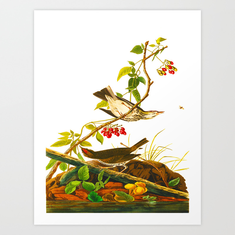 Scientific Illustration Art Prints