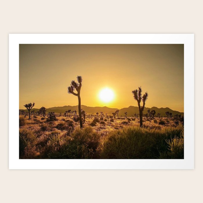 Joshua Tree sunset Art Print by Dana Street | Society6