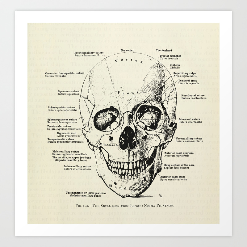 vintage skull art