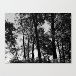 Summer Birch Trees in Black and White Canvas Print