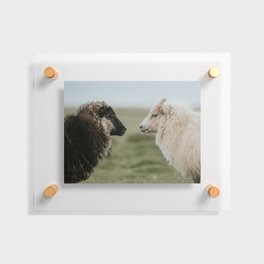 Sheeply in Love - Animal Photography from Iceland Floating Acrylic Print