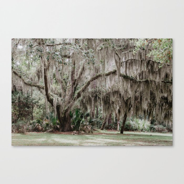 tree trunk in the forest	 Canvas Print