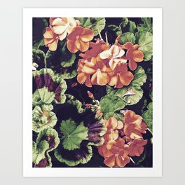 Cottage Kitchen Geraniums Art Print | Easter, Vintage, Nature, Rustic, Flowes, Countryside, Digital Manipulation, Digital, Garden, Color 