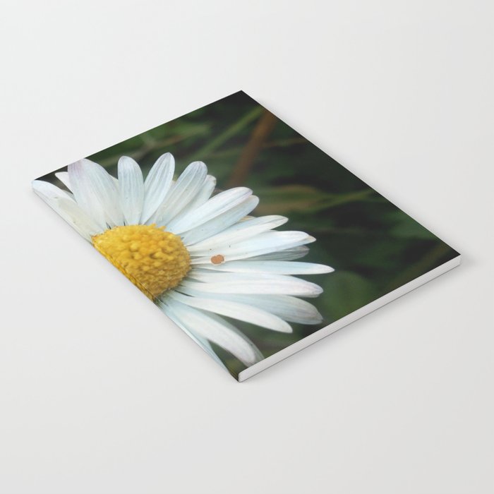 Daisy 4- Marguerite – margarita-oxeye Notebook