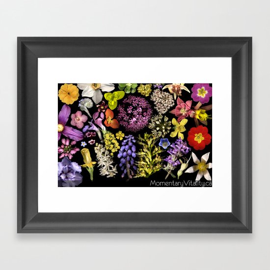Radiant Onion Framed Art Print