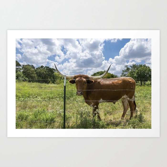 Brown Longhorn cow standing behind barbed wire fence Art Print by