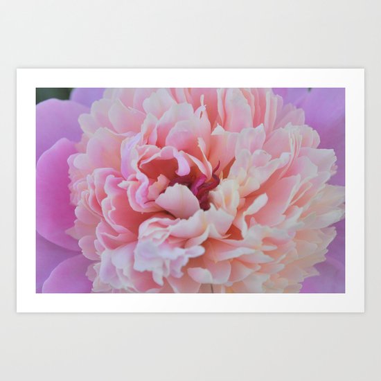 Raspberry Sorbet Art Print