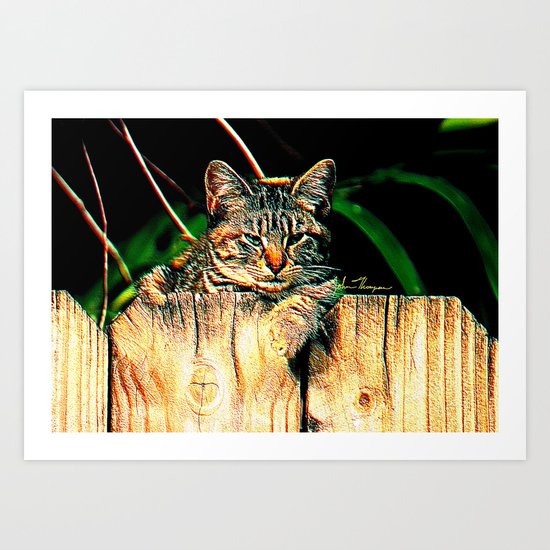 Kitten on a Fence Art Print