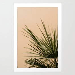 Palm tree leaves green and pink | Valencia Alboraya Spain travel photography | Warm and pastel colored photo art print Art Print Art Print
