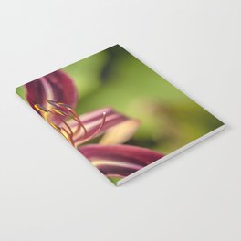 Burgundy and Yellow Daylily Notebook